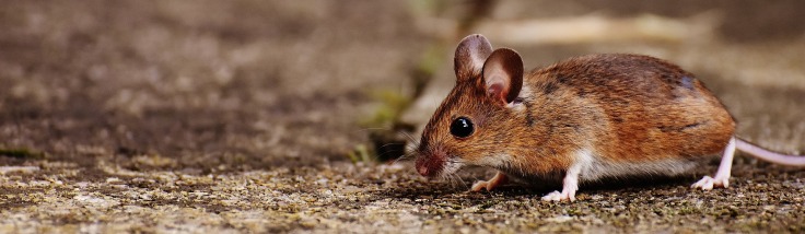 mouse-1708379_1920